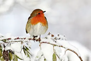 Midland: European Robin (Erithacus rubecula), adult, perched