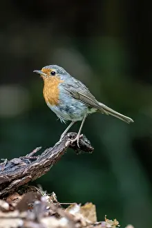 Eifel: European robin (Erithacus rubecula), Volcanic Eifel