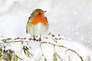260417: European Robin (Erithacus rubecula), adult, perched