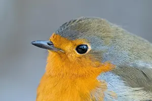 Erithacus: European robin (Erithacus rubecula), portrait, animal