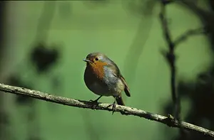 Robin: European robin (Erithacus rubecula)