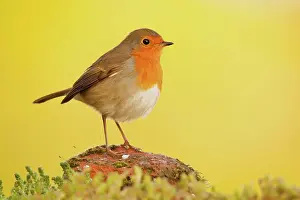 Salad: European Robin (Erithacus rubecula) adult, standing