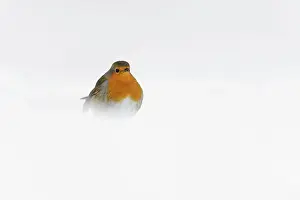 271221: European Robin (Erithacus rubecula) adult, standing