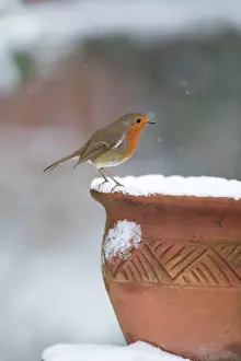 Bucket: European robin (Erithacus rubecula) adult bird on