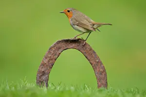 Luck: European robin (Erithacus rubecula), adult bird