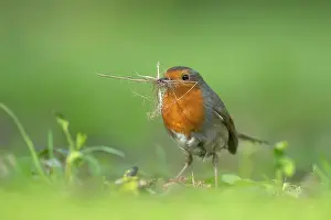 Erithacus: European robin (Erithacus rubecula) adult bird collecting