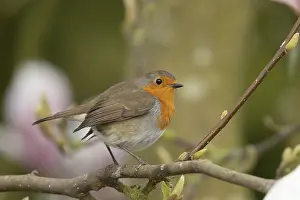 Robin: European robin (Erithacus rubecula) adult bird on a garden Magnolia tree in spring