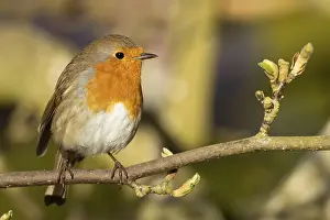 Robin: European robin (Erithacus rubecula) adult bird on a garden Magnolia tree in spring
