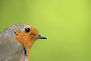 Erithacus: European robin (Erithacus rubecula) adult bird head