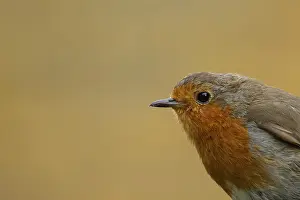 Robin: European robin (Erithacus rubecula) adult bird head portrait