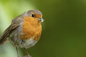 Robin: European robin (Erithacus rubecula) adult bird with insects in its beak for food