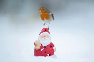 Claus: European robin (Erithacus rubecula) adult bird sitting