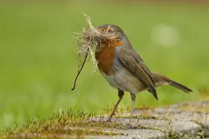 Robin: European robin (Erithacus rubecula) adult bird in an urban garden with nesting material in its beak in springtime