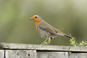 Robin: European robin (Erithacus rubecula) adult garden bird on a wooden fence