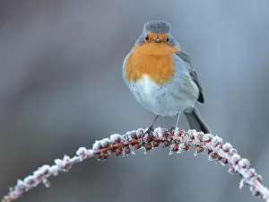 Frosts: European Robin (Erithacus rubecula), adult perched