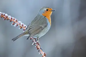 Frosts: European Robin (Erithacus rubecula), adult perched