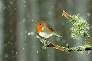 Caledonian: European Robin (Erithacus rubecula) adult, perched