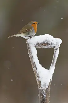 271221: European Robin (Erithacus rubecula) adult, perched