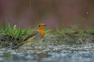 Phoenicurus: Robin