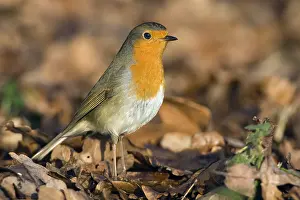 Flevoland: European Robin (Erithacus rubecula) amidst autu