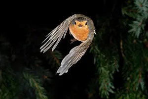 Approach: European robin (Erithacus rubecula) approaching