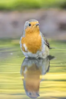 Mirrored: European Robin (Erithacus rubecula) bathing in