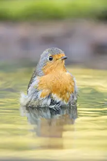 Mirrored: European Robin (Erithacus rubecula) bathing in