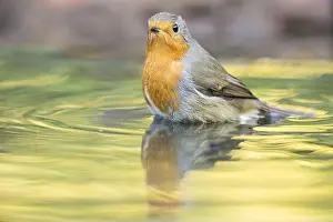 Mirrored: European Robin (Erithacus rubecula) bathing in