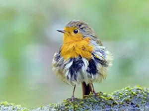 Erithacus: European robin (Erithacus rubecula) after bathing