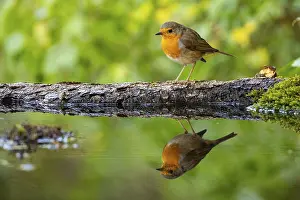 Robin: European robin (Erithacus rubecula) bathing Germany