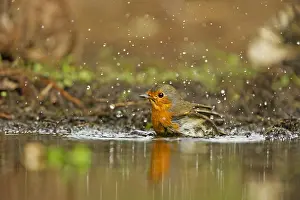 Waterdrops: European Robin (Erithacus rubecula) bathing, Th
