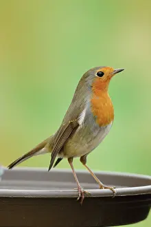 Font: European robin (Erithacus rubecula) at a bird bath