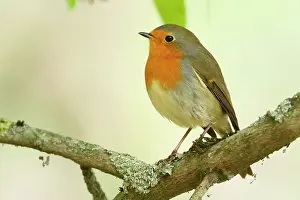 Redbreast: European robin (Erithacus rubecula) on a branch
