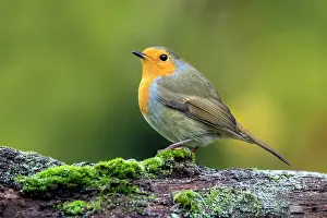 Coarse: European robin (Erithacus rubecula) on a branch
