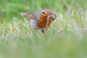 Annelid: European robin (Erithacus rubecula) catches earthworm