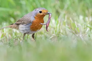 Annelid: European robin (Erithacus rubecula) catches earthworm