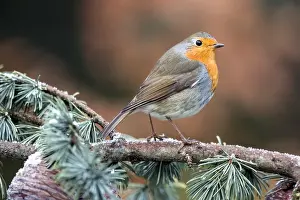 Cedar: European Robin (Erithacus rubecula) on a Cedar branch
