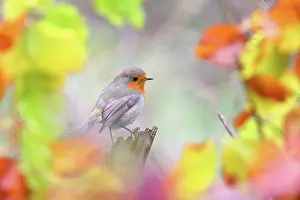 Solms: European robin (Erithacus rubecula) with colourful