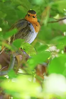 Copper: European robin (Erithacus rubecula), in copper beech