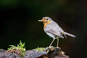 Shower: European robin (Erithacus rubecula), drenched after