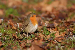 Flevoland: European Robin (Erithacus rubecula) foraging between fallen leaves