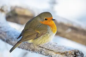 Erithacus: European robin (Erithacus rubecula) Germany