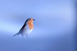 Muscicapidae: European Robin (Erithacus rubecula) on ground in