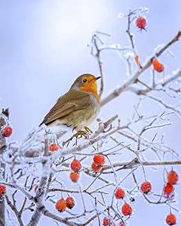 Fluff: European robin (Erithacus rubecula) in icy rowan