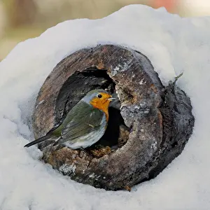 Erithacus: European Robin (Erithacus rubecula) looking for