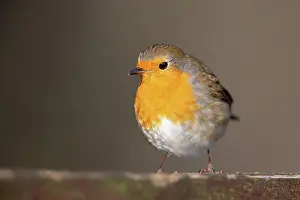 Erithacus: European Robin (Erithacus rubecula) in the nature