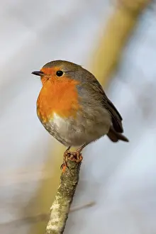 Erithacus: European Robin (Erithacus rubecula) in the nature