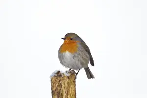 Post: European robin (Erithacus rubecula) perched on fence