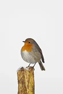 Post: European robin (Erithacus rubecula) perched on fence