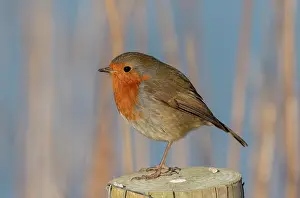 Reedbed: European Robin, Erithacus rubecula, perched on post